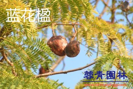 藍花楹和鳳凰木的區別在哪？如何鑒別？