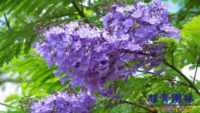 藍花楹和鳳凰木的區別在哪？如何鑒別？