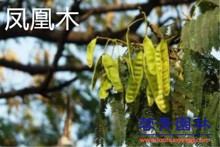 藍花楹和鳳凰木的區別在哪？如何鑒別？