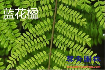 藍花楹和鳳凰木的區別在哪？如何鑒別？