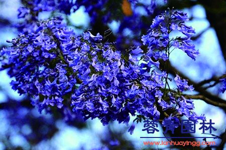 藍花楹幾月開花，怎么修剪藍花楹最為好看？