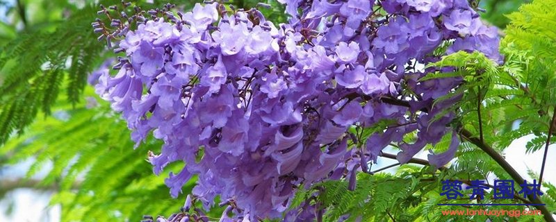 藍花楹幾月開花，怎么修剪藍花楹最為好看？