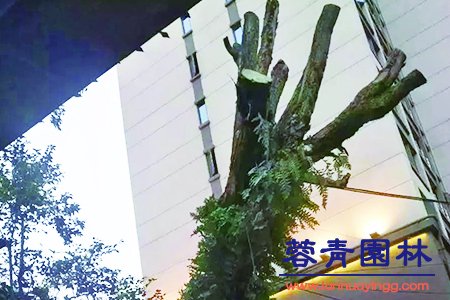 藍花楹幾月開花，怎么修剪藍花楹最為好看？