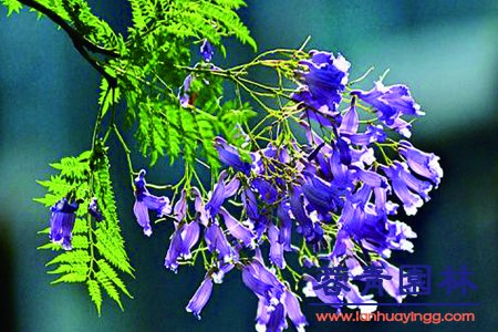 藍花楹幾月開花，怎么修剪藍花楹最為好看？