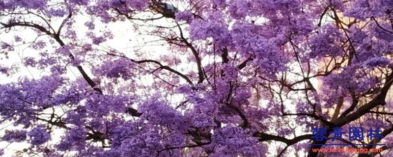 藍花楹與合歡花的區別在哪里？如何鑒別？