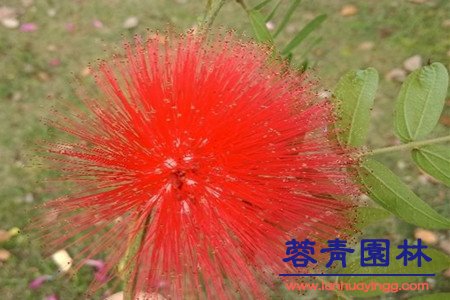 藍花楹與合歡花的區別在哪里？如何鑒別？
