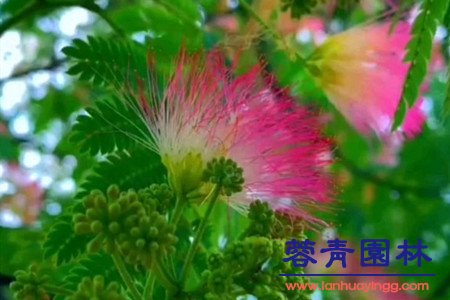 藍花楹與合歡花的區別在哪里？如何鑒別？