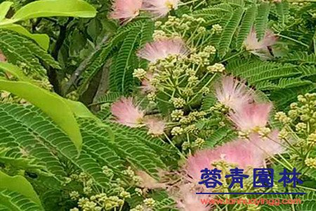 藍花楹與合歡花的區別在哪里？如何鑒別？