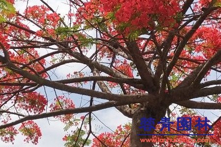 藍(lán)花楹和紅花楹怎樣區(qū)分辨別呢？