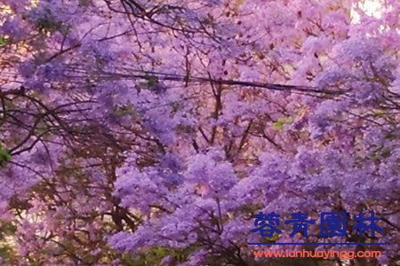 藍(lán)花楹和紅花楹怎樣區(qū)分辨別呢？