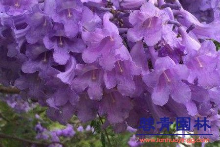 藍(lán)花楹和紅花楹怎樣區(qū)分辨別呢？