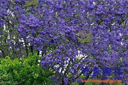 藍(lán)花楹和紅花楹怎樣區(qū)分辨別呢？