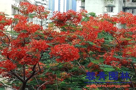 藍(lán)花楹和紅花楹怎樣區(qū)分辨別呢？