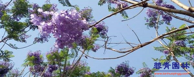 藍(lán)花楹和紅花楹怎樣區(qū)分辨別呢？