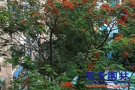 藍(lán)花楹和紅花楹怎樣區(qū)分辨別呢？