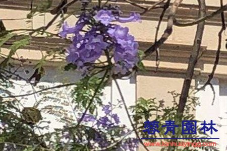 藍花楹和南洋楹的辨別的方法，怎樣去區分？