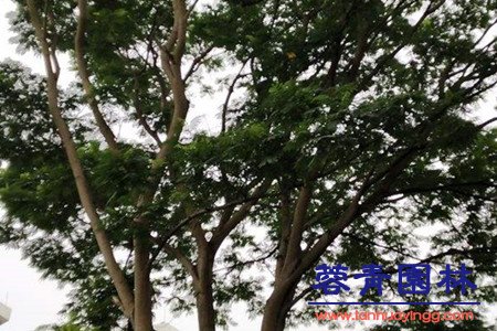藍花楹和南洋楹的辨別的方法，怎樣去區分？