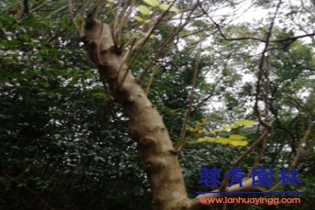 藍花楹和南洋楹的辨別的方法，怎樣去區分？