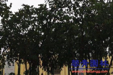 藍花楹和南洋楹的辨別的方法，怎樣去區分？