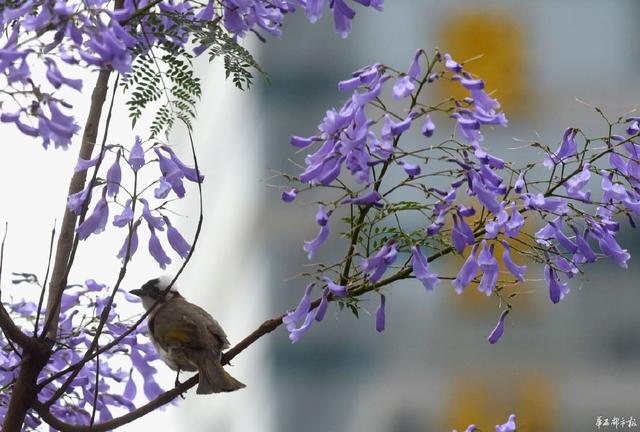 成都藍(lán)花楹