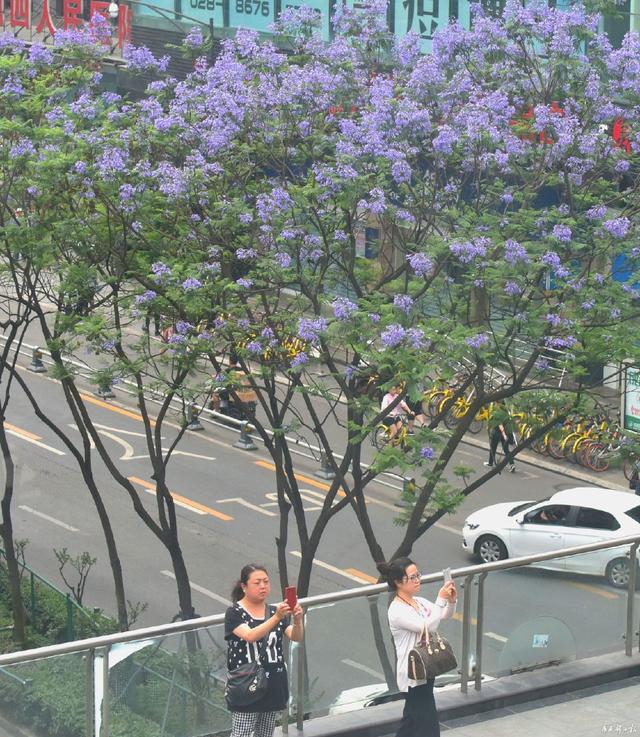 成都藍(lán)花楹
