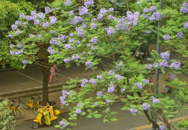 成都藍(lán)花楹