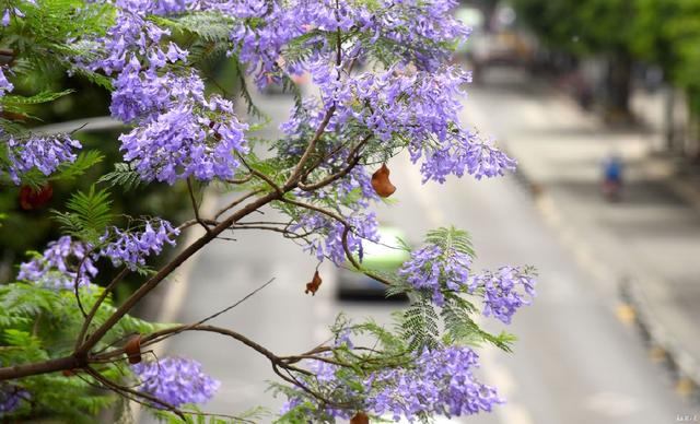 成都藍(lán)花楹
