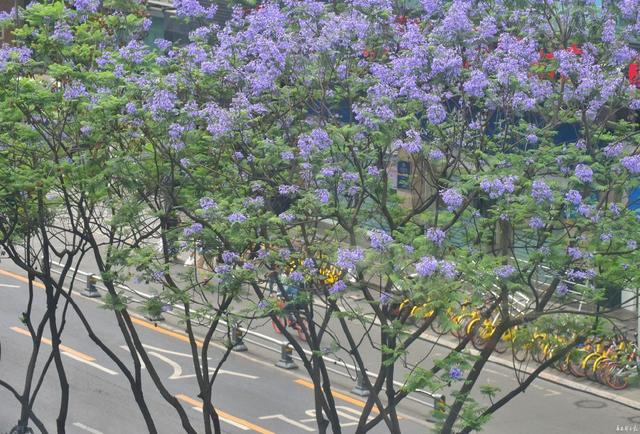 成都藍(lán)花楹