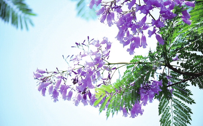 580余株藍花楹