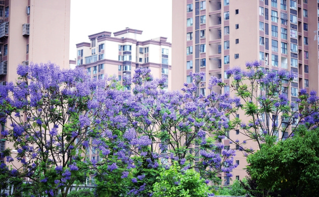 580余株藍花楹