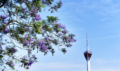 藍(lán)花楹進(jìn)入最美花期，成都市增花添彩工程見(jiàn)成