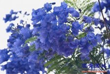 麗江藍(lán)花楹