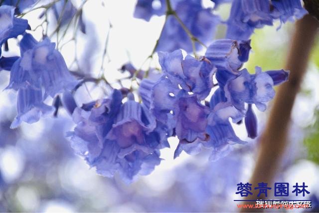 麗江藍花楹