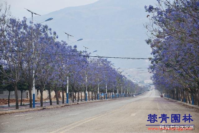 麗江藍花楹