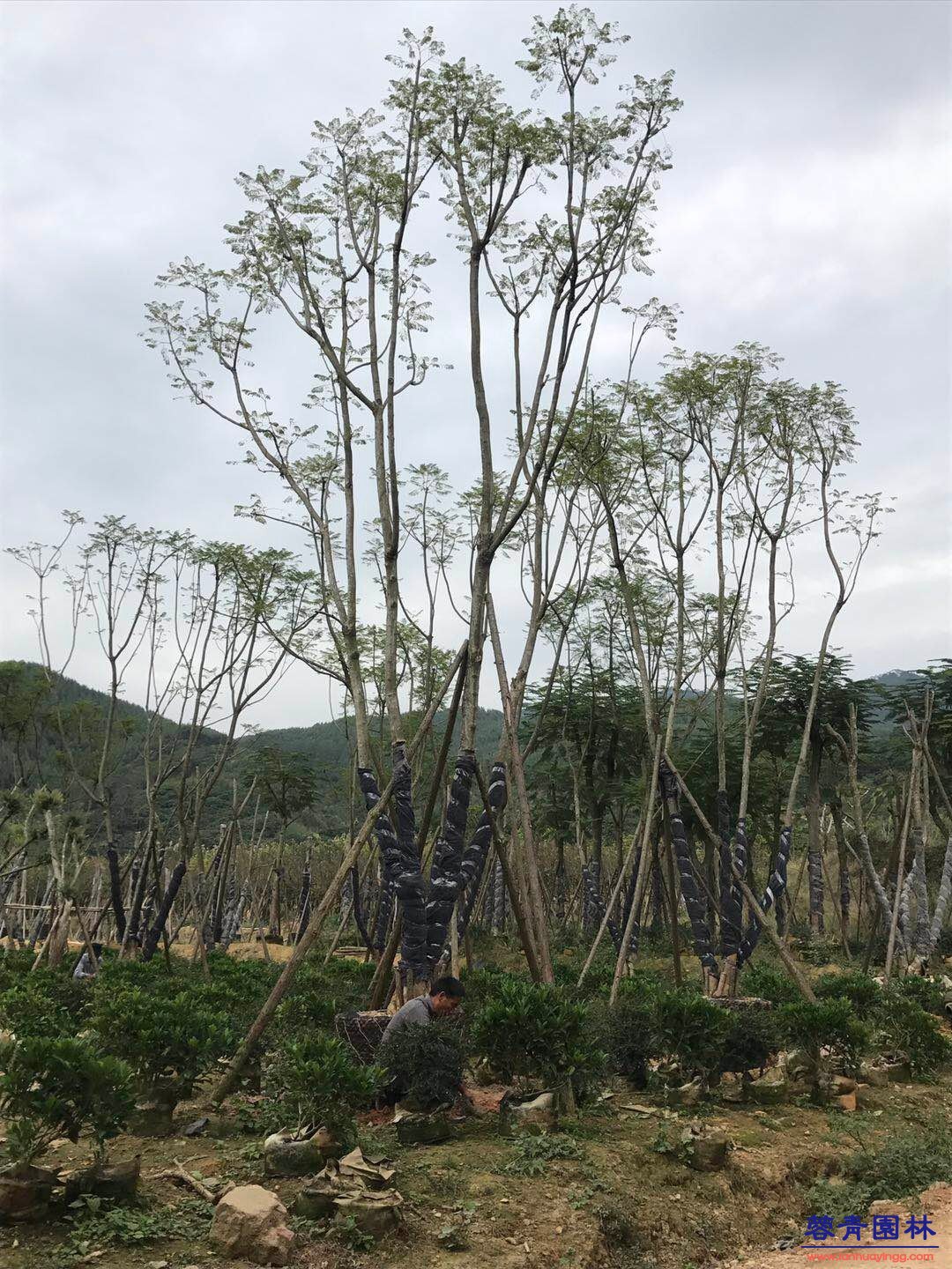 20公分藍花楹價格 - 多少錢一顆？