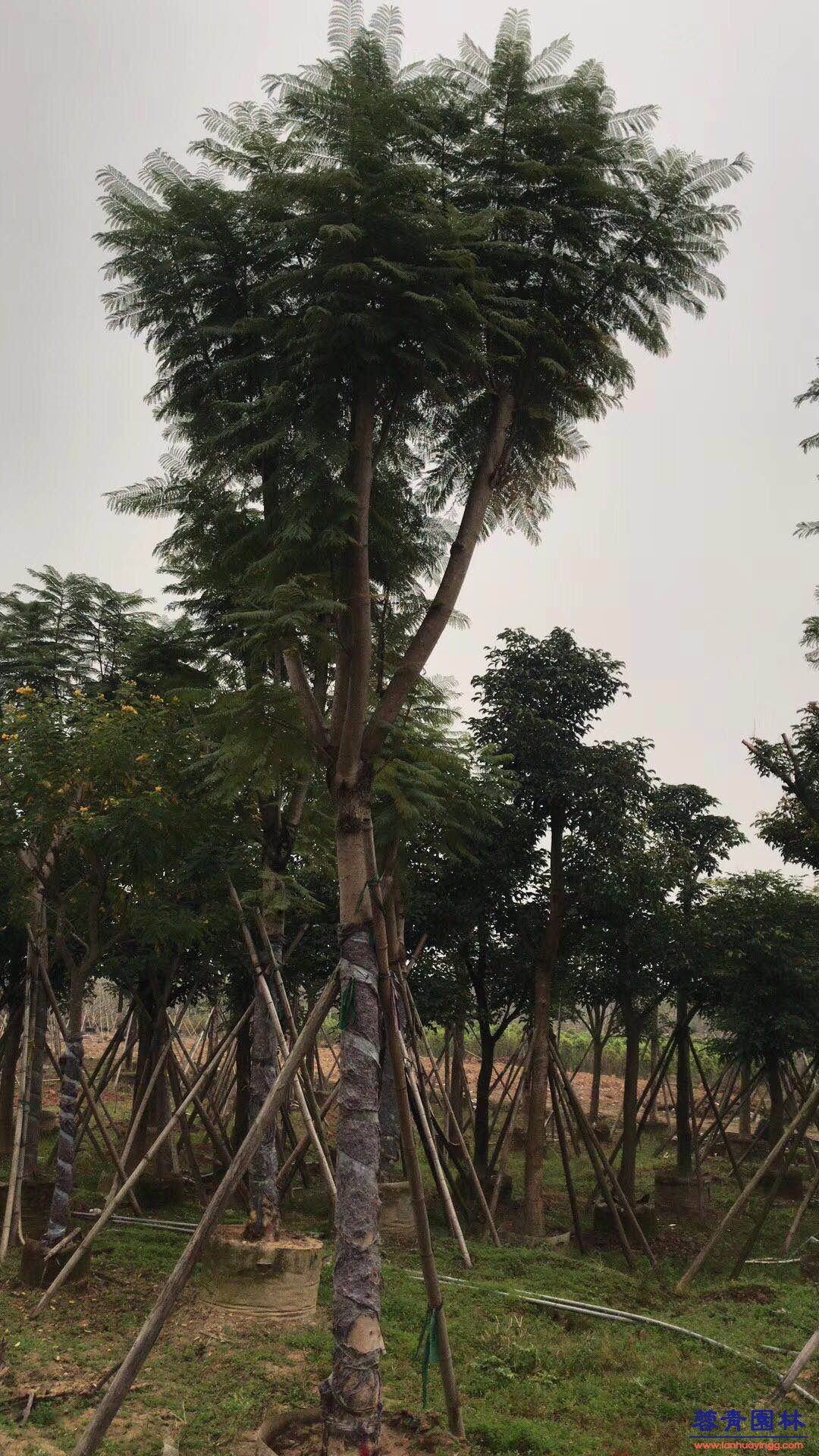 20公分藍花楹價格 - 多少錢一顆？