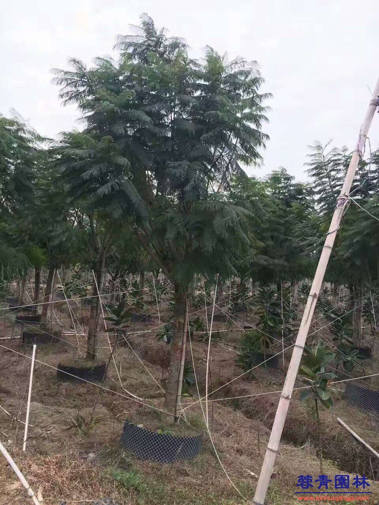 20公分藍花楹價格 - 多少錢一顆？