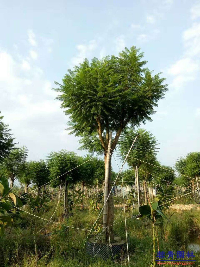 20公分藍花楹價格 - 多少錢一顆？