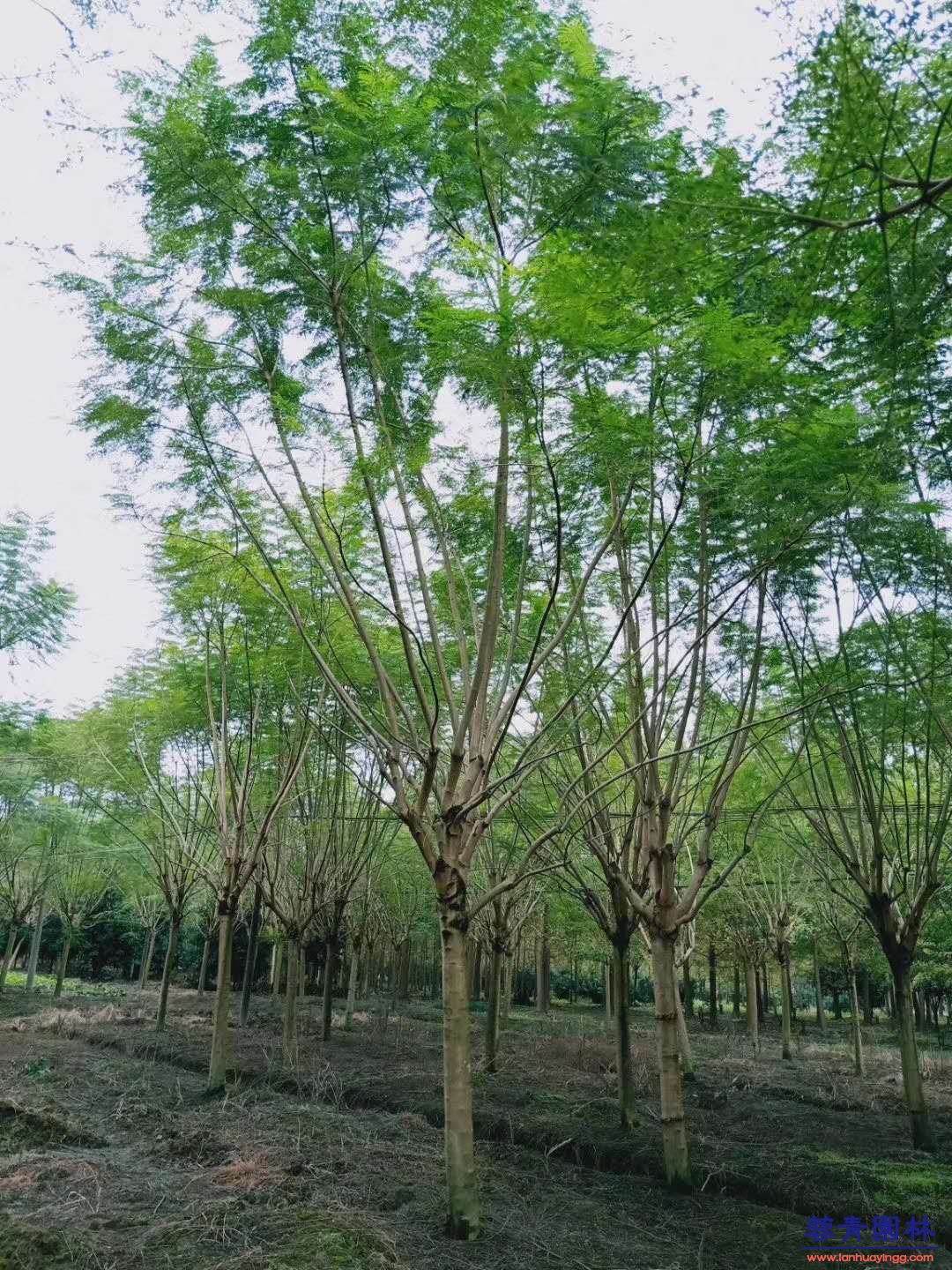 10公分的藍(lán)花楹袋苗多少錢一棵