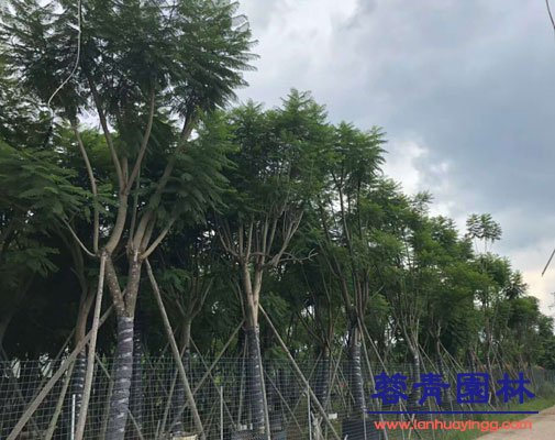 藍(lán)花楹的病蟲防治和藍(lán)花楹圖片信息