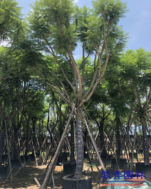 藍花楹的養護栽培技術和病蟲害防治