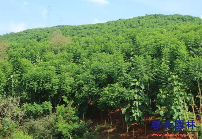 藍花楹的養護栽培技術和病蟲害防治