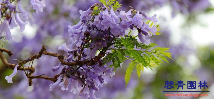 藍花楹的養護栽培技術和病蟲害防治