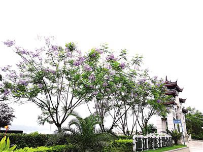 藍花楹開了！一起走進藍紫色夢幻