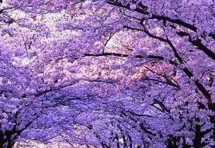 藍花楹的作用-藍花楹的悲傷傳說