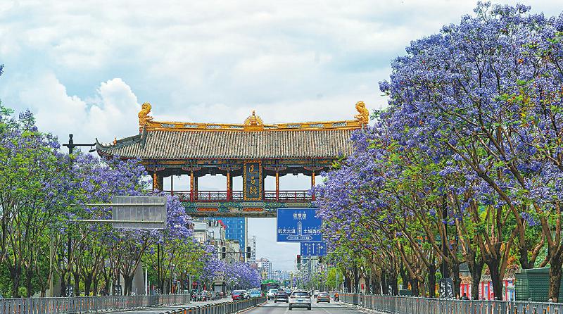 滿城盡開藍(lán)花楹 西昌街頭一片紫色