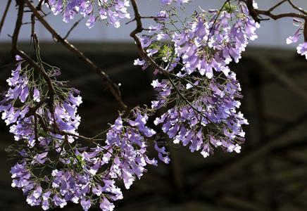 藍花楹15公分報價-藍花楹20公分價格多少錢