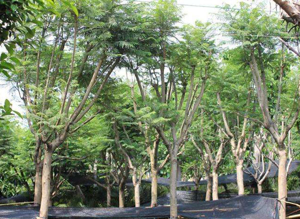 藍花楹的種子-藍花楹什么季節落葉，秋冬或干旱季節