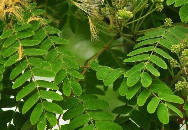 13公分藍花楹-藍花楹和合歡花怎么區別，前者葉對生后者互生