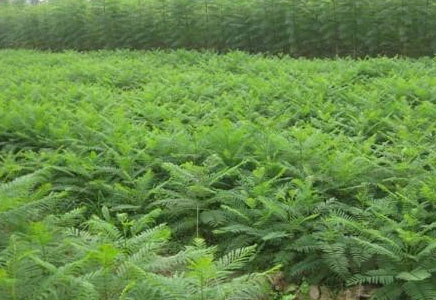 云南藍花楹苗-藍花楹種植技術，什么時候種植好